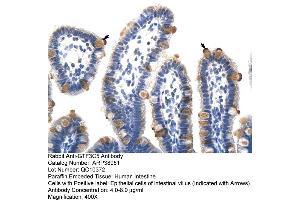 Human Intestine (GTF3C5 antibody  (C-Term))