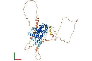 AlphaFold protein structure predicition of Human Recombinant MSL3P1 Protein, UniprotID P0C860 (MSL3P1 Protein (AA 1-447) (His tag))