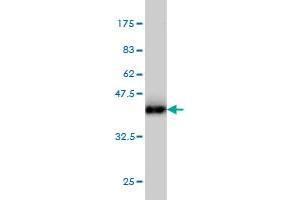 Western Blotting (WB) image for anti-AHNAK Nucleoprotein (AHNAK) (AA 1-100) antibody (ABIN566328)