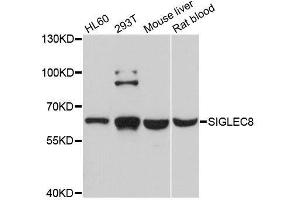 Western blot analysis of extracts of various cell lines, using SIGLEC8 antibody. (SIGLEC8 antibody  (AA 17-363))