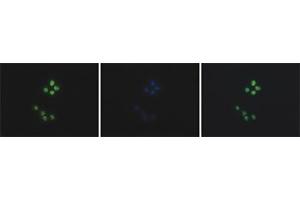 Immunofluorescent staining of Hela cell line with antibody followed by an anti-rabbit antibody conjugated to Alexa488 (left).