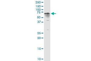 Western Blotting (WB) image for anti-Cytochrome P450, Family 3, Subfamily A, Polypeptide 4 (CYP3A4) (AA 1-503) antibody (ABIN947776)