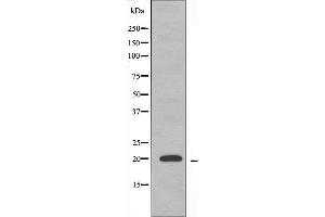 Western blot analysis of extracts from K562 cells, using MRPS12 antibody. (MRPS12 antibody  (Internal Region))