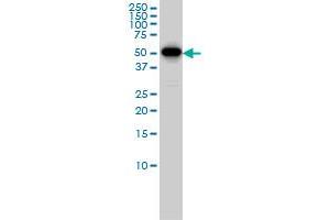 CCNB1 monoclonal antibody (M01), clone 1C8 Western Blot analysis of CCNB1 expression in JAR . (Cyclin B1 antibody  (AA 1-90))