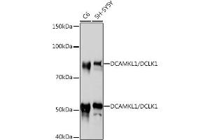 Western blot analysis of extracts of various cell lines, using DC/DCLK1 Rabbit mAb (ABIN1678754, ABIN3018869, ABIN3018870 and ABIN7101679) at 1:1000 dilution.