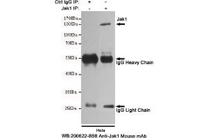 Immunoprecipitation analysis of Hela cell lysates using Jak1 mouse mAb. (JAK1 antibody)