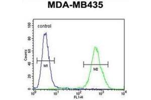 Flow cytometric analysis of MDA-MB435 cells using DEM1 Antibody (Center) Cat. (EXO5 antibody  (Middle Region))