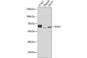 Western blot analysis of extracts of various cell lines using RTKN Polyclonal Antibody at dilution of 1:1000.