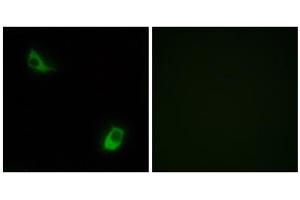 Immunofluorescence analysis of LOVO cells, using FPRL2 antibody. (FPR3 antibody  (C-Term))