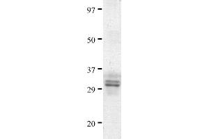 Western Blotting (WB) image for CD4 (CD4) (AA 24-216) protein (His tag,Strep II tag) (ABIN2468318)
