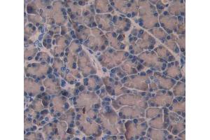 Used in DAB staining on fromalin fixed paraffin- embedded pancreas tissue (Amphiphysin antibody  (AA 24-240))