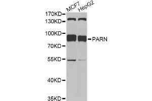 Western blot analysis of extracts of various cell lines, using PARN antibody.