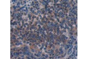 IHC-P analysis of Mouse Tissue, with DAB staining. (Caspase 1 antibody  (AA 119-296))