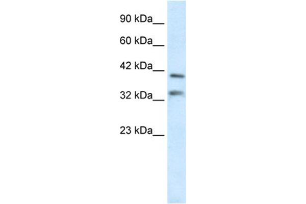 GSX2 antibody  (N-Term)