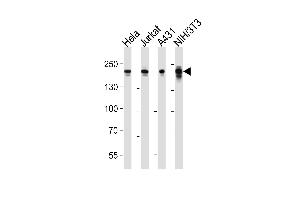 Western blot analysis of lysates from Hela, Jurkat, A431, mouse NIH/3T3 cell line (from left to right), using EHMT2 Antibody (Center) (ABIN6243050 and ABIN6577865). (EHMT2 antibody  (AA 361-395))