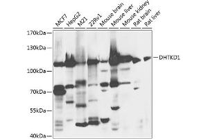 Western blot analysis of extracts of various cell lines, using DHTKD1 antibody (ABIN6132160, ABIN6139605, ABIN6139606 and ABIN6224402) at 1:1000 dilution. (DHTKD1 antibody  (AA 1-280))