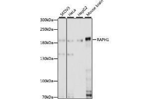 Western blot analysis of extracts of various cell lines, using R antibody (ABIN7269856) at 1:1000 dilution.