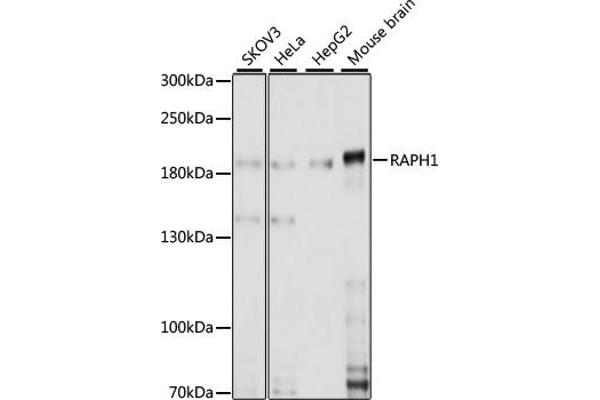 RAPH1 antibody  (AA 1-240)