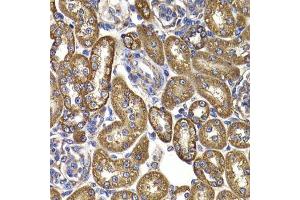 Immunohistochemistry of paraffin-embedded rat kidney using GOT2 antibody. (GOT2 antibody  (AA 30-200))