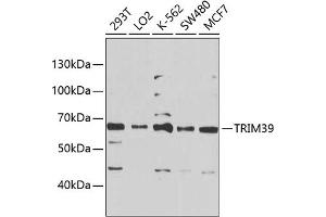 Western blot analysis of extracts of various cell lines, using TRIM39 Antibody (ABIN6134910, ABIN6149523, ABIN6149524 and ABIN6225323) at 1:1000 dilution. (TRIM39 antibody  (AA 350-450))