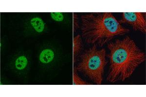 ICC/IF Image hnRNP C1/C2 antibody detects hnRNP C1/C2 protein at nucleus by immunofluorescent analysis. (HNRNPC antibody)