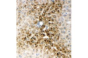 Anti-HNF6 antibody, IHC(F) IHC(F): Rat Liver Tissue