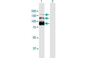 Western Blot analysis of ZC3H18 expression in transfected 293T cell line by ZC3H18 MaxPab polyclonal antibody. (ZC3H18 antibody  (AA 1-953))