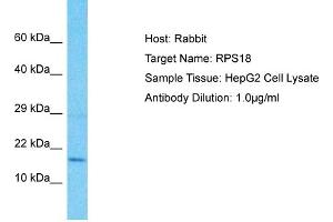 Host: Rabbit Target Name: RPS18 Sample Type: HepG2 Whole Cell lysates Antibody Dilution: 1.