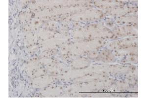 Immunoperoxidase of purified MaxPab antibody to APEX1 on formalin-fixed paraffin-embedded human stomach. (APEX1 antibody  (AA 1-318))