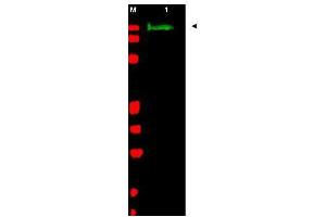 Western blot using  Affinity Purified anti-SLIT-2 antibody shows detection of a band at ~165 kDa (lane 1) corresponding to SLIT-2 present in a chicken spinal cord whole cell lysate (arrowhead). (SLIT2 antibody  (AA 484-500))
