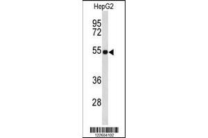 Western blot analysis of EFEMP2 Antibody in HepG2 cell line lysates (35ug/lane). (FBLN4 antibody  (C-Term))
