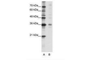 Image no. 1 for anti-Mediator Complex Subunit 27 (MED27) (C-Term) antibody (ABIN202216) (MED27 antibody  (C-Term))