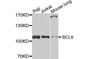 Western blot analysis of extracts of various cells, using BCL6 antibody. (BCL6 antibody)