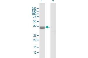 Western Blot analysis of PPA2 expression in transfected 293T cell line by PPA2 MaxPab polyclonal antibody. (PPA2 antibody  (AA 1-334))