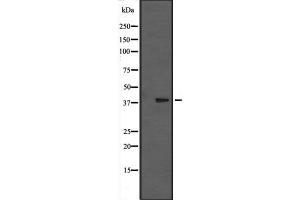Western blot analysis of MAPK13 expression in nocodazole treated HCT116 cell lysate; PMA-treated Pam212 cell lysate,The lane on the left is treated with the antigen-specific peptide. (MAPK13 antibody  (C-Term))