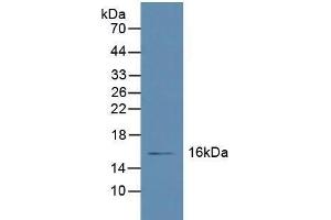 Western blot analysis of Human Liver Tissue. (Retinol Binding Protein 5 antibody  (AA 2-135))
