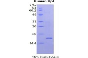 SDS-PAGE of Protein Standard from the Kit (Highly purified E. (Haptoglobin ELISA Kit)