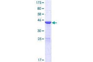 USP47 Protein (AA 1-157) (GST tag)