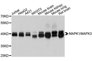 Western blot analysis of extracts of various cell lines, using MAPK1/MAPK3 antibody. (ERK1 antibody)