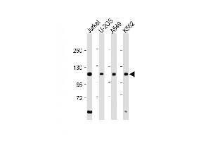 All lanes : Anti-EXO1 Antibody (N-term) at 1:2000 dilution Lane 1: Jurkat whole cell lysate Lane 2: U-2OS whole cell lysate Lane 3: A549 whole cell lysate Lane 4: K562 whole cell lysate Lysates/proteins at 20 μg per lane. (Exonuclease 1 antibody  (N-Term))