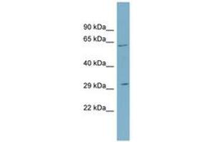 Image no. 1 for anti-Steroid-5-alpha-Reductase, alpha Polypeptide 2 (3-Oxo-5 alpha-Steroid delta 4-Dehydrogenase alpha 2) (SRD5A2) (N-Term) antibody (ABIN6743291)