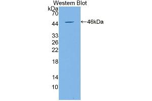 Western blot analysis of the recombinant protein. (GML antibody  (AA 21-158))