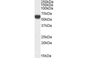 Western Blotting (WB) image for anti-Family with Sequence Similarity 24, Member B (FAM24B) (N-Term) antibody (ABIN2156848) (FAM24B antibody  (N-Term))