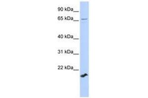 Image no. 1 for anti-Zinc Finger Protein 37 Homolog (ZFP37) (AA 252-301) antibody (ABIN6740342) (ZFP37 antibody  (AA 252-301))