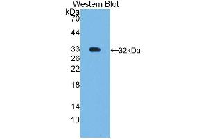 Figure. (NR0B2 antibody  (AA 1-257))