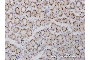 Immunoperoxidase of monoclonal antibody to GABPA on formalin-fixed paraffin-embedded human stomach.