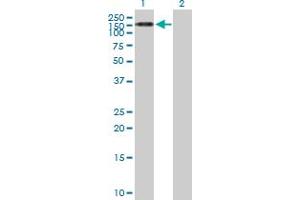 Western Blot analysis of TEX2 expression in transfected 293T cell line by TEX2 MaxPab polyclonal antibody. (TEX2 antibody  (AA 1-1134))