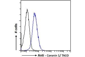 ABIN185063 Flow cytometric analysis of paraformaldehyde fixed Jurkat cells (blue line), permeabilized with 0. (Coronin 1a antibody  (C-Term))