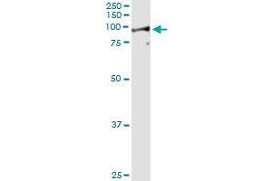 Western Blotting (WB) image for anti-Leucine Zipper-EF-Hand Containing Transmembrane Protein 1 (LETM1) (AA 601-709) antibody (ABIN598780) (LETM1 antibody  (AA 601-709))