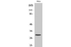 Western Blot (WB) analysis of specific cells using Ribosomal Protein S4X Polyclonal Antibody. (RPS4X antibody  (Internal Region))